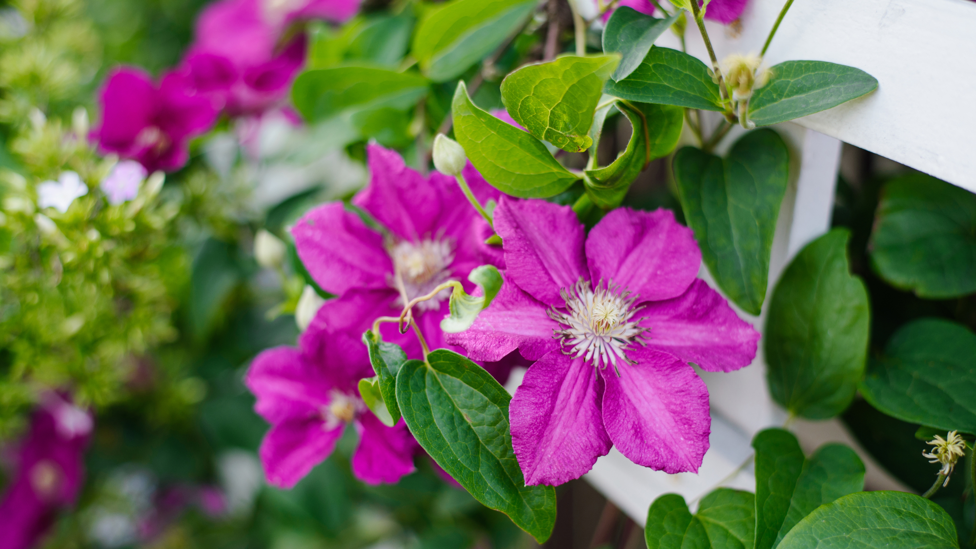 clematis on a trellis 