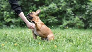 French bulldog doing trick