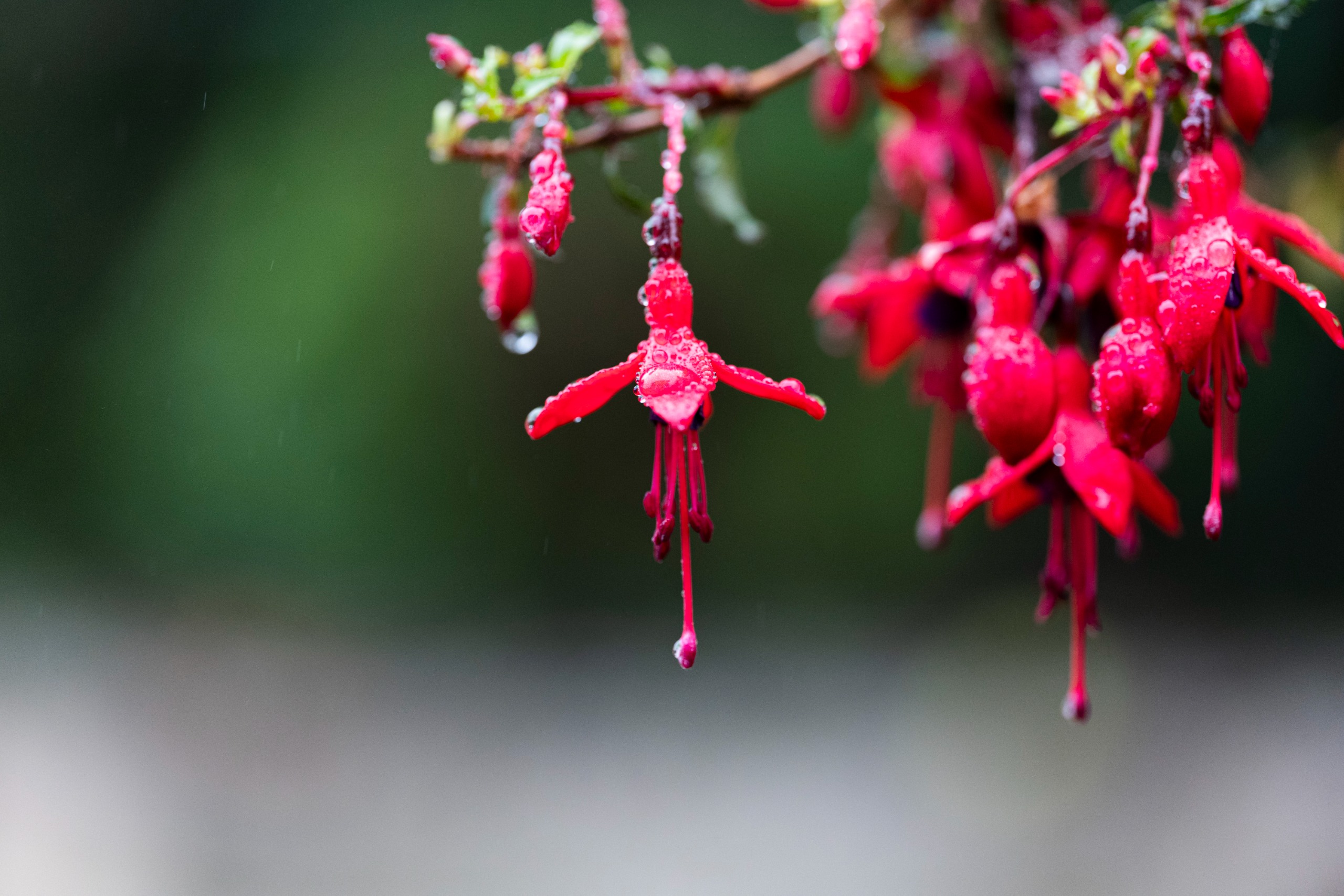Leica APO-Macro-Elmarit-SL 100 f/2.8 Sample images