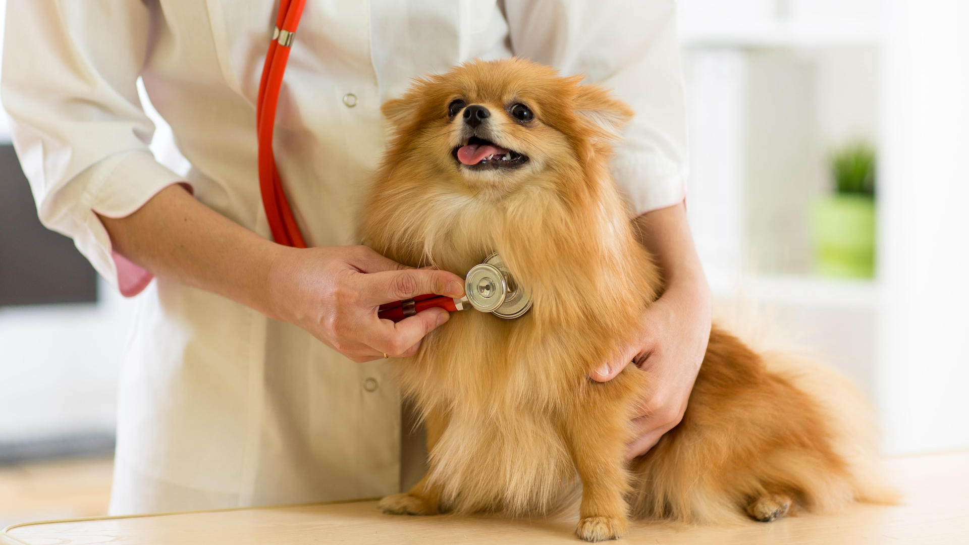 Spitz dog having heart checked at vet clinic
