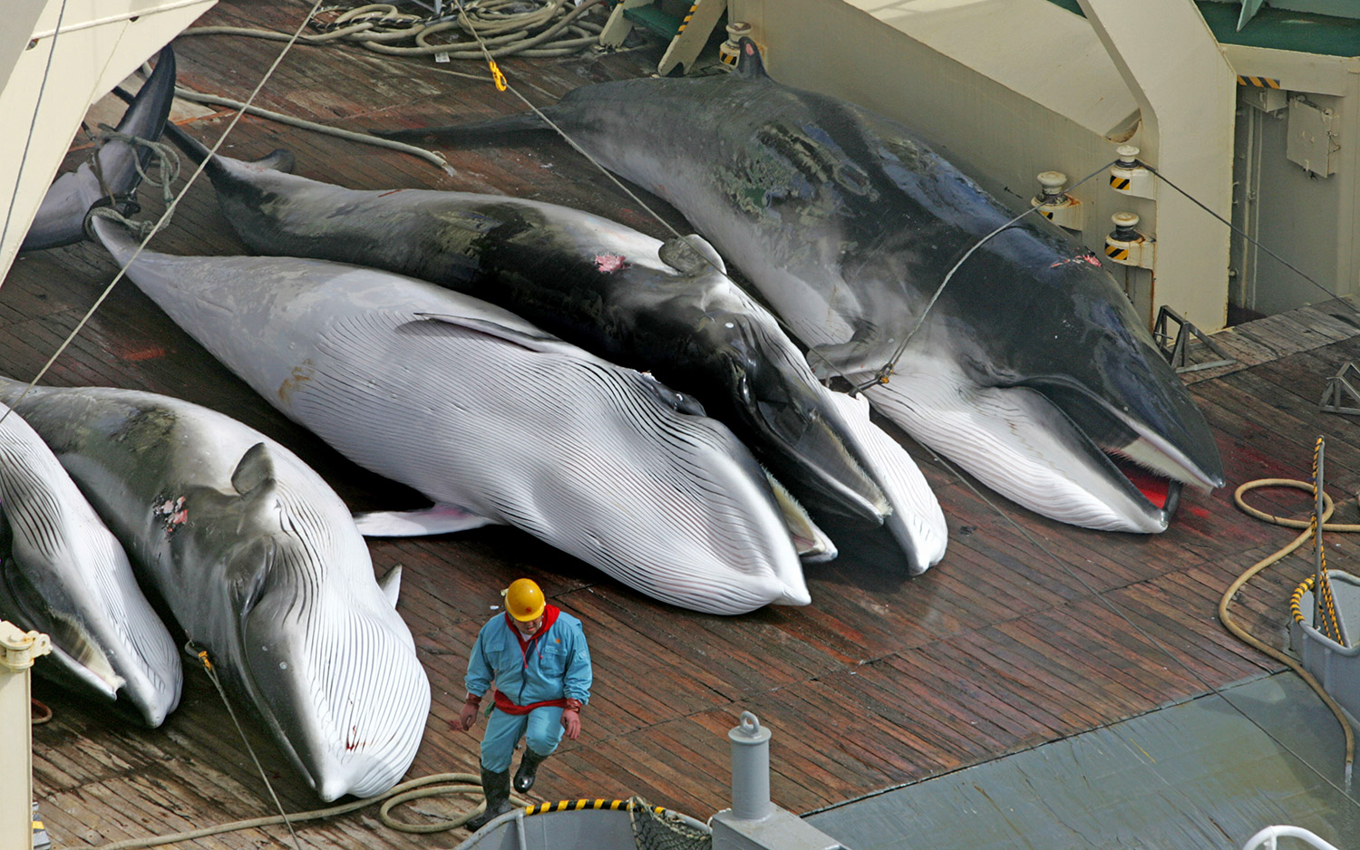 Japanese Whalers Murdered 122 Pregnant Whales and 114 Babies Last