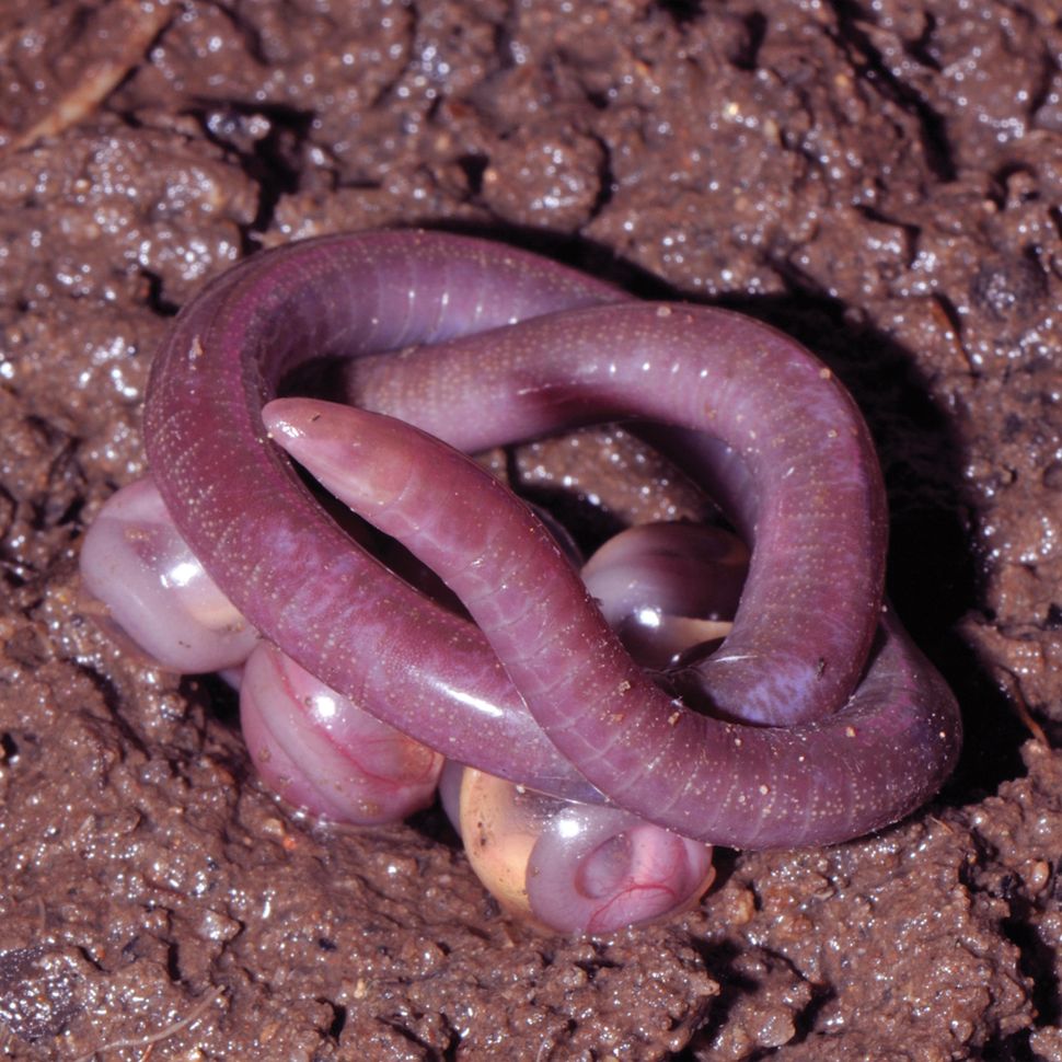 Slithery, Slimy: Images of Legless Amphibians | Live Science