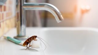 A roach on a toothbrush on a bathroom sink