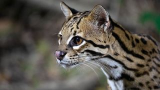 Ocelot (Leopardus pardalis) looking intently at something