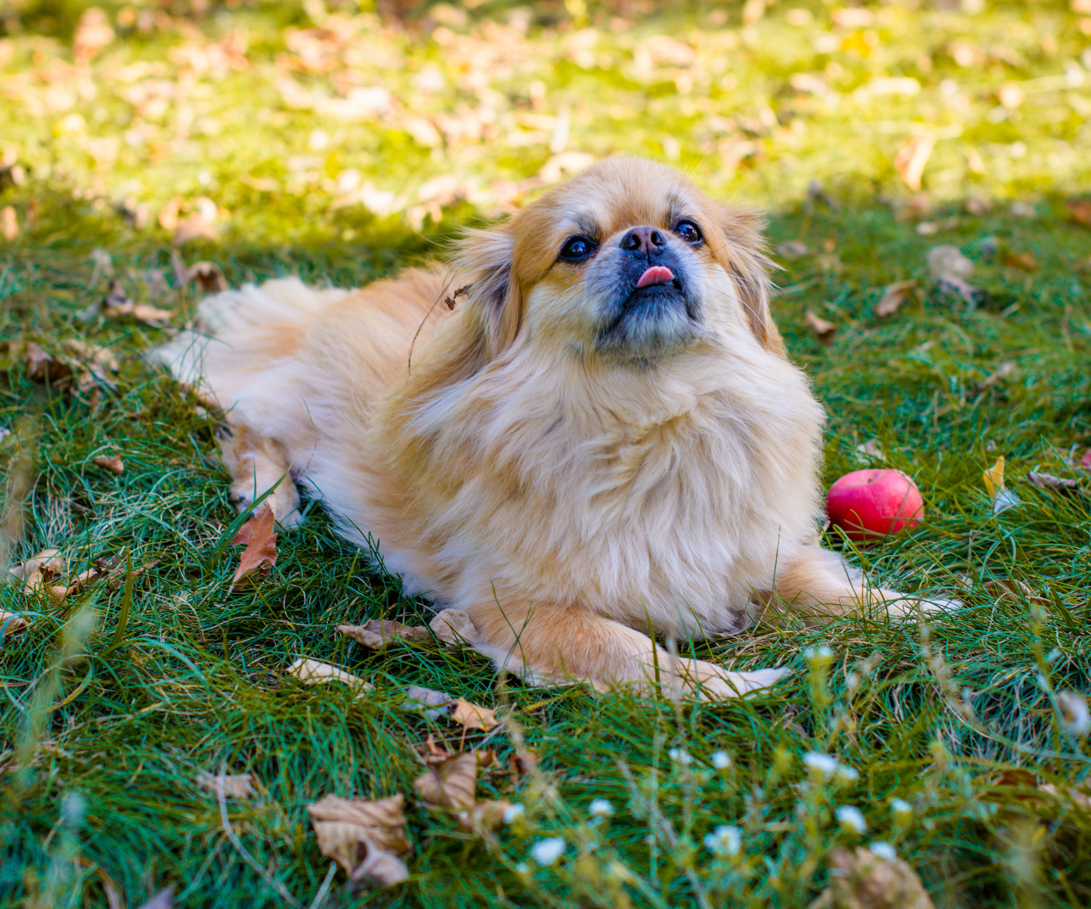 small dog sitting on grass with red apple