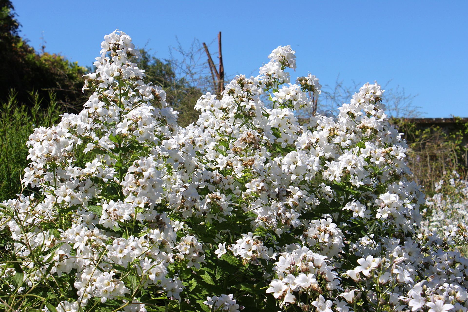 Phlox David in best cottage garden plants