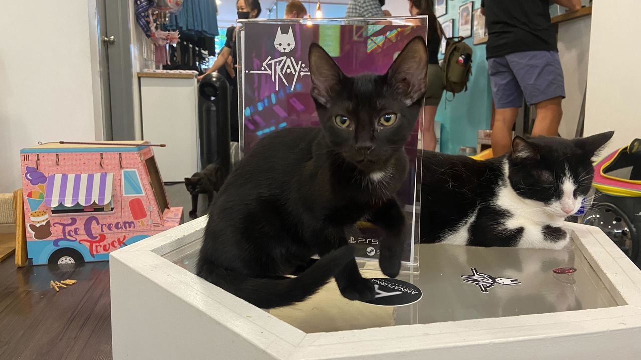 Stray Cat Cafe