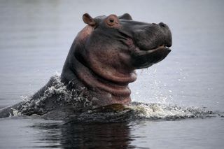 Hippos: Africa’s River Giants: Natural World