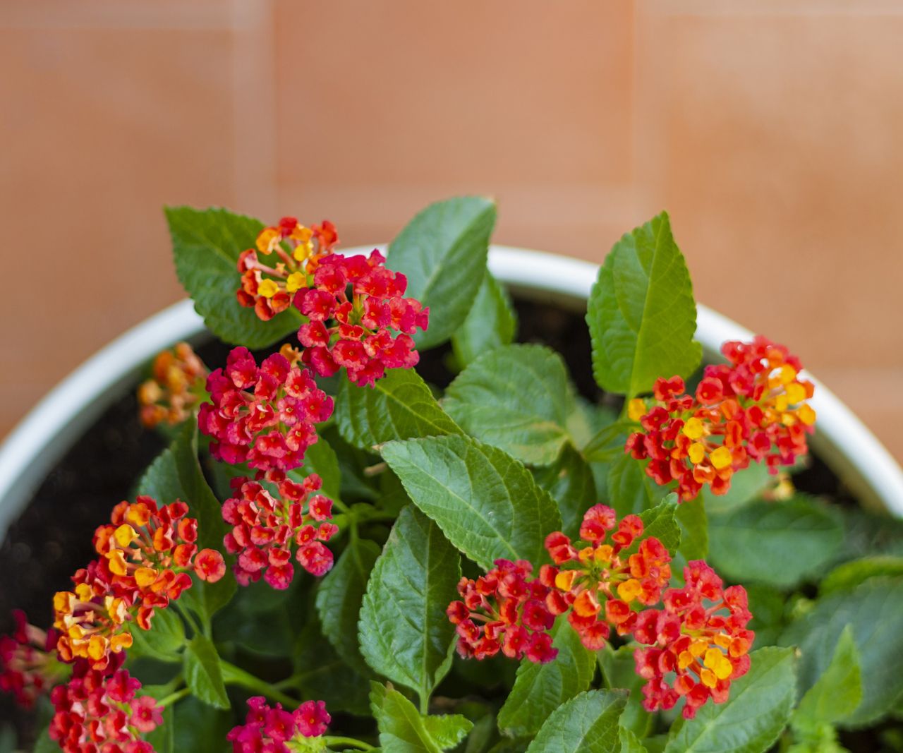 How to deadhead lantana expert tips for keeping plants blooming