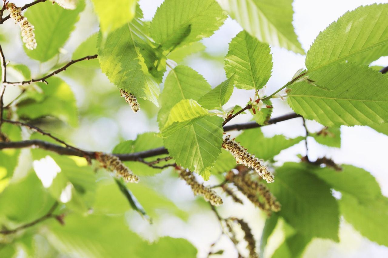 A Black Alder Tree