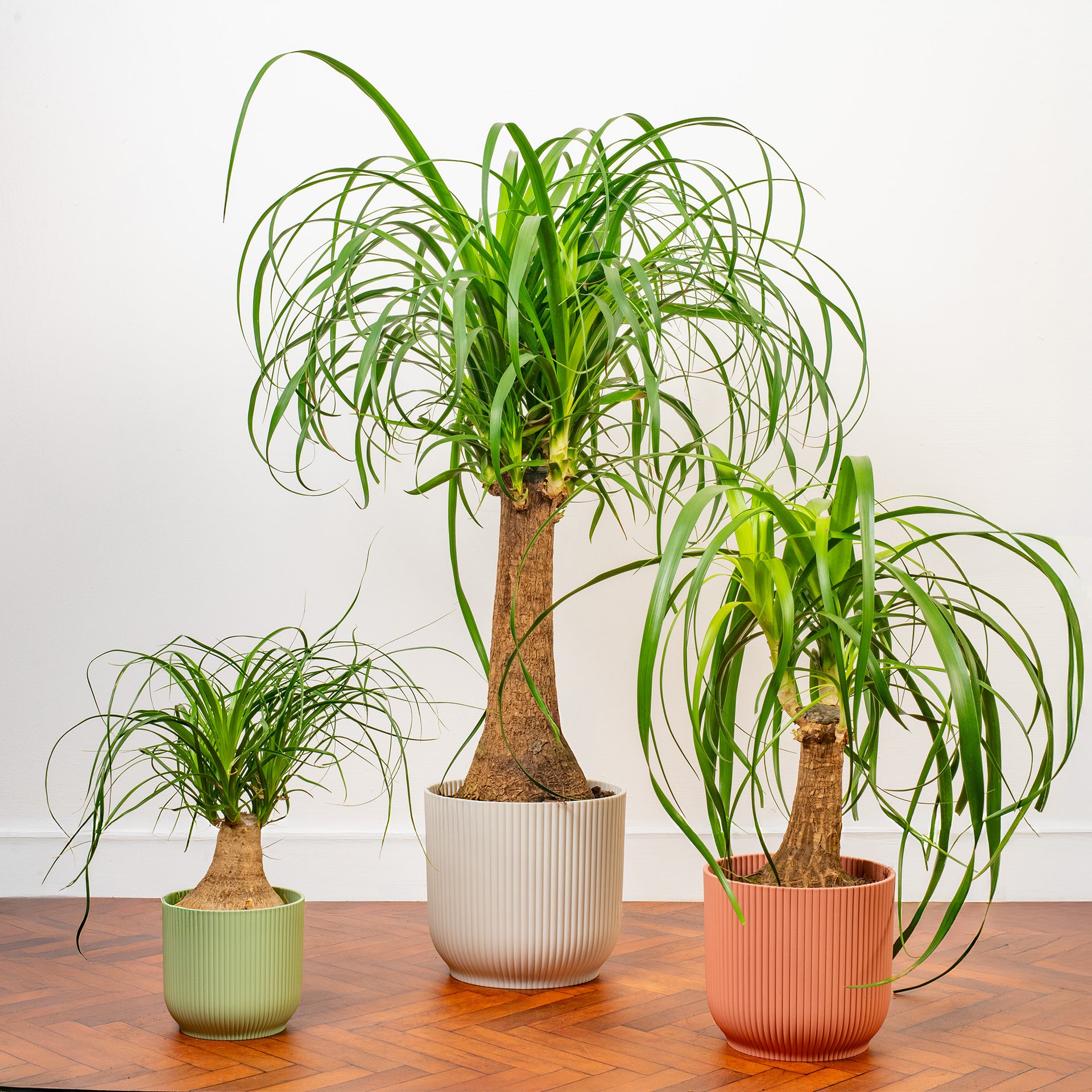 Beaucarnea 'nolina Tall' - 20-30cm