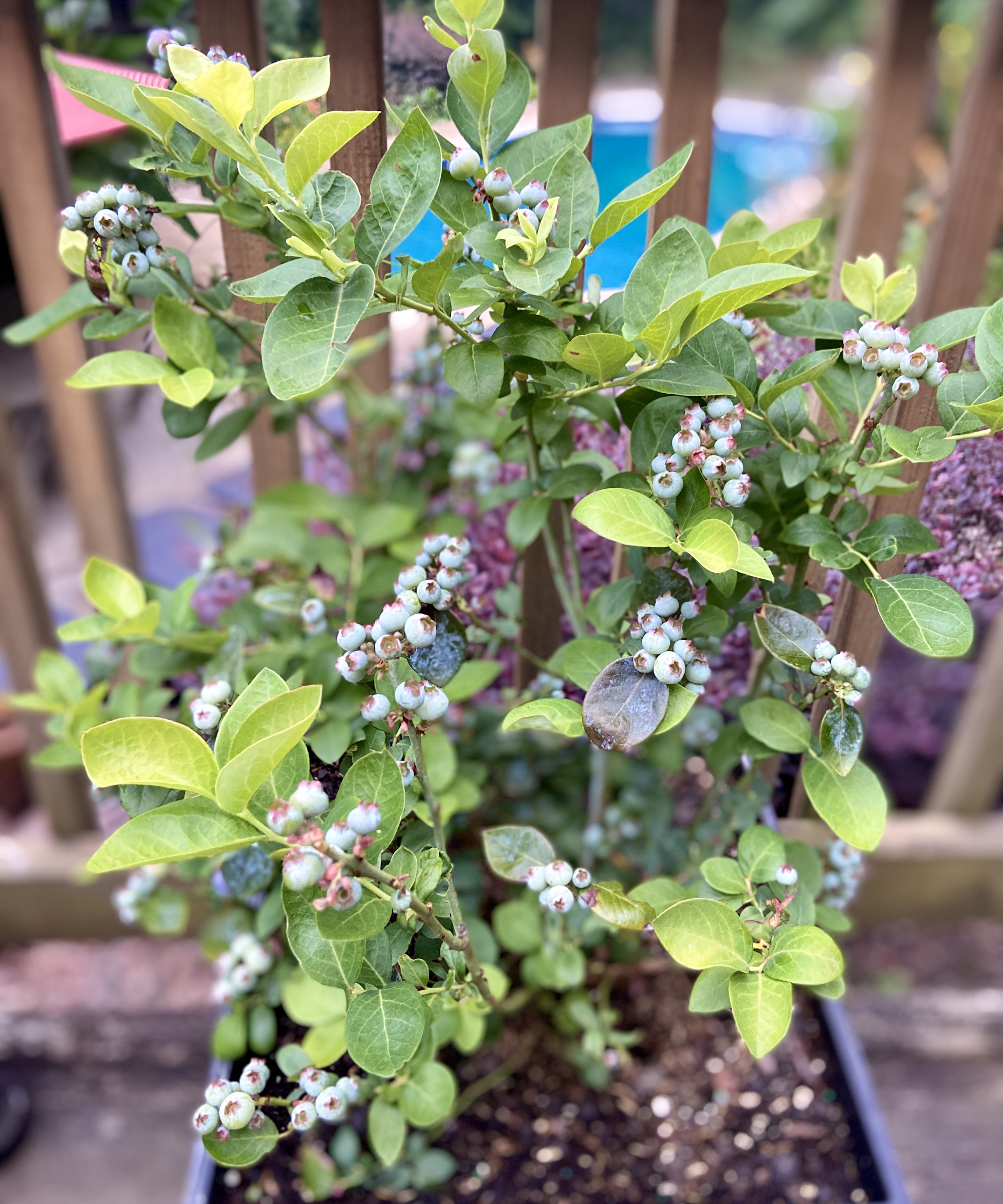 A potted blueberry plant on a deck