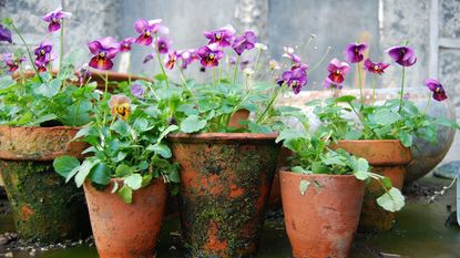 purple flowers growing in terracotta pots