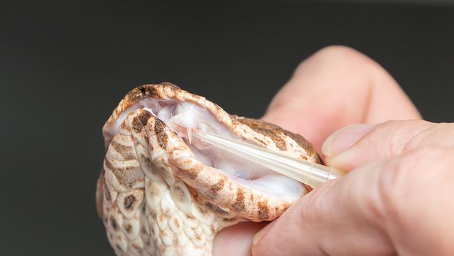 Slow-motion footage of snake attacks reveals surprise discovery about ...