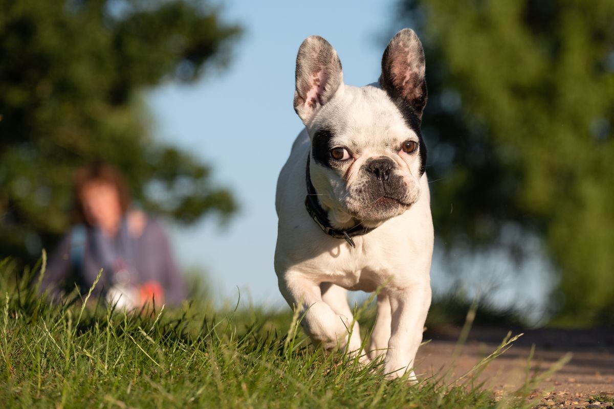 A French Bulldog puppy