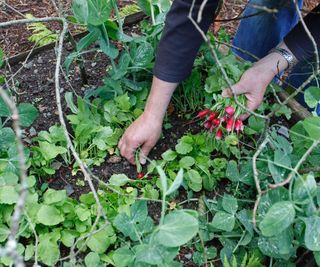 Intercropping radish and peas in a vegetable garden