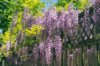 wisteria growing over a fence