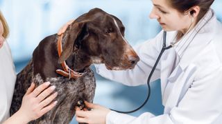 Dog having heart checked at vet