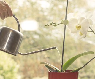 Watering an orchid plant indoors by a window