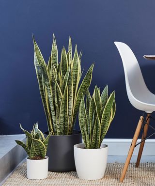 selection of snake plants in pots in dining room