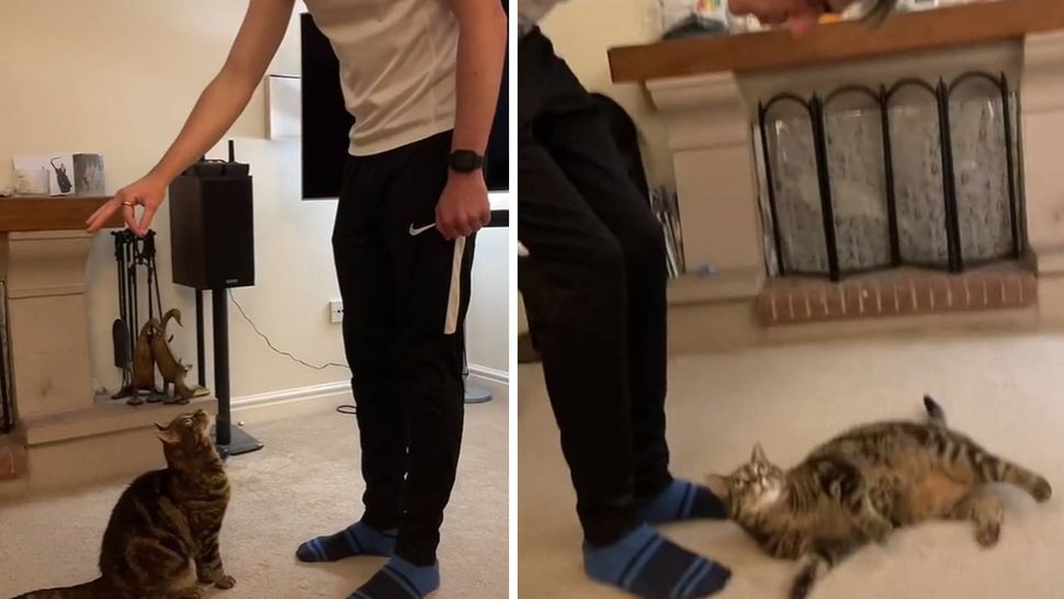 Tiktoker Trains His Cat To Perform Tricks - Including Speaking And 