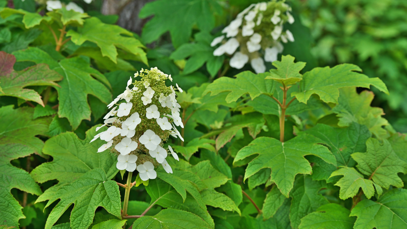 Oakleaf hydrangea blooms