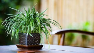 A spider plant in a pot sitting on a table