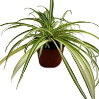 Spider Plant Chlorophytum in 12cm Pot, £7.49 at Amazon