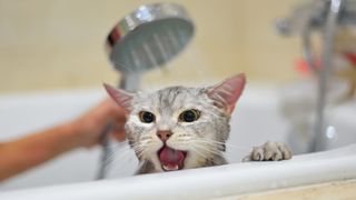 Why do cats hate water? A cat getting washed in the bath