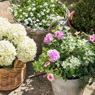 A classic cottage garden set up featuring a pot of blooming white hydrangeas