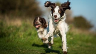 Two Springer Spaniels running in a countryside setting
