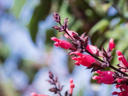 Pink Perennial Flowers