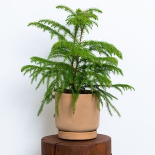 greendigs norfolk pine houseplant