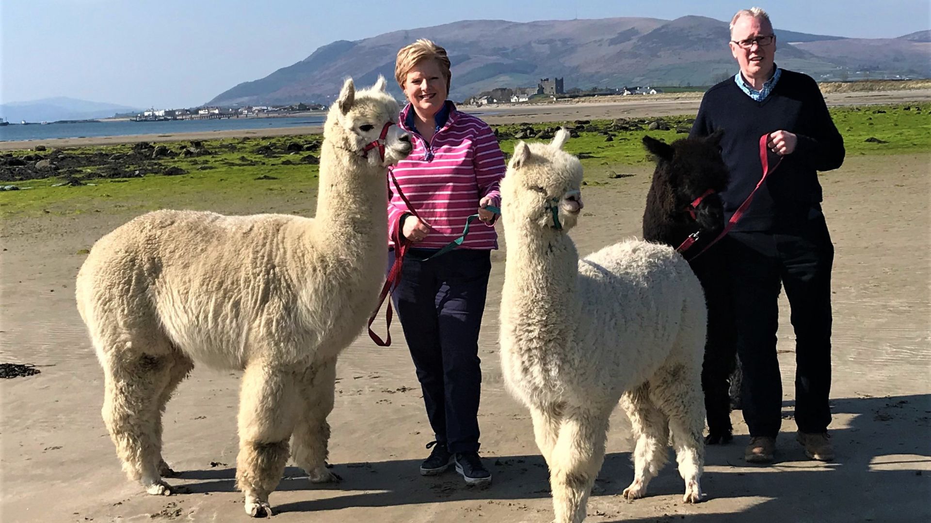Pamela and Peter Houston walking two of their alpacas to the beach
