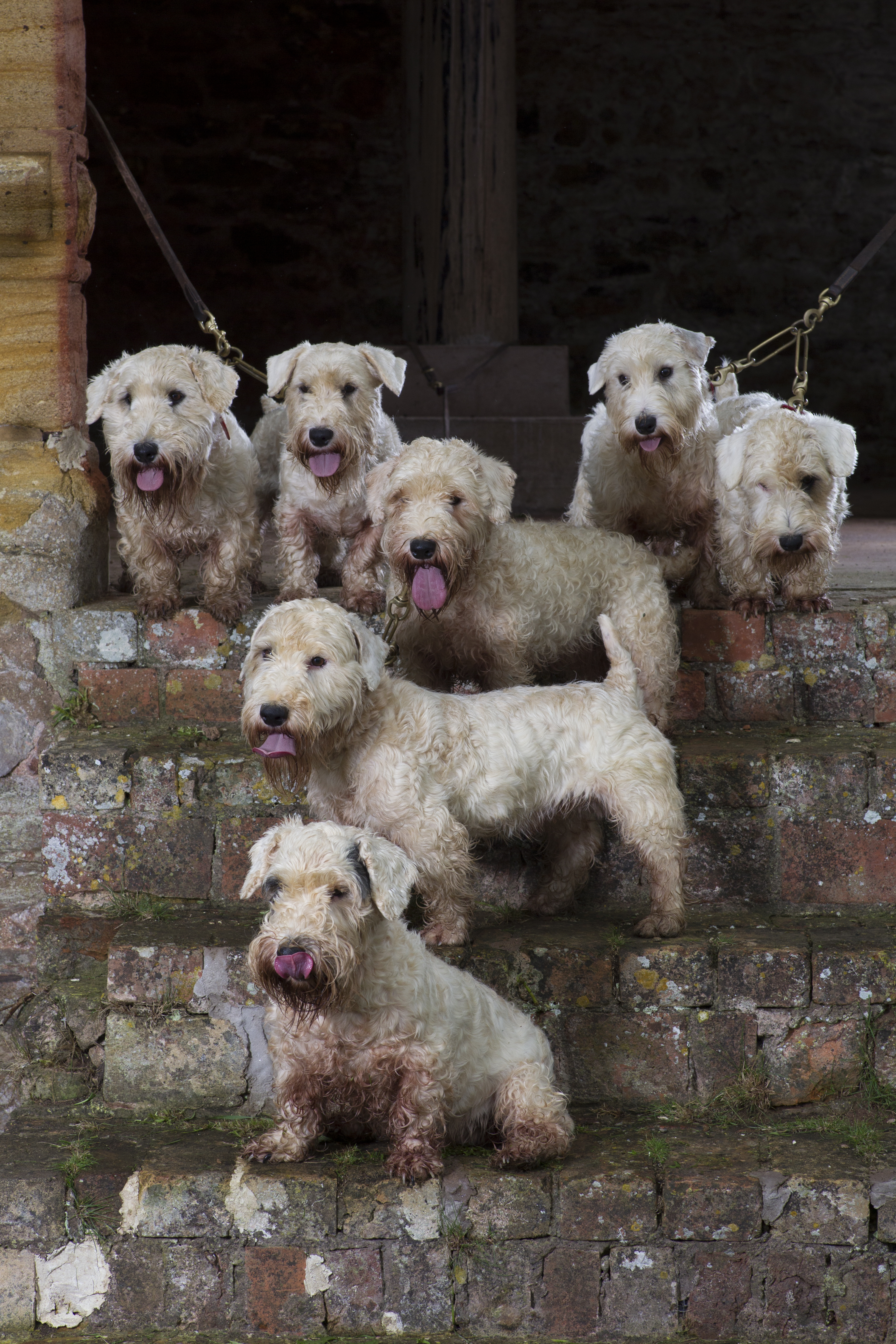 Pack of Sealyham dogs
