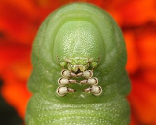Upclose face of tomato hornworm