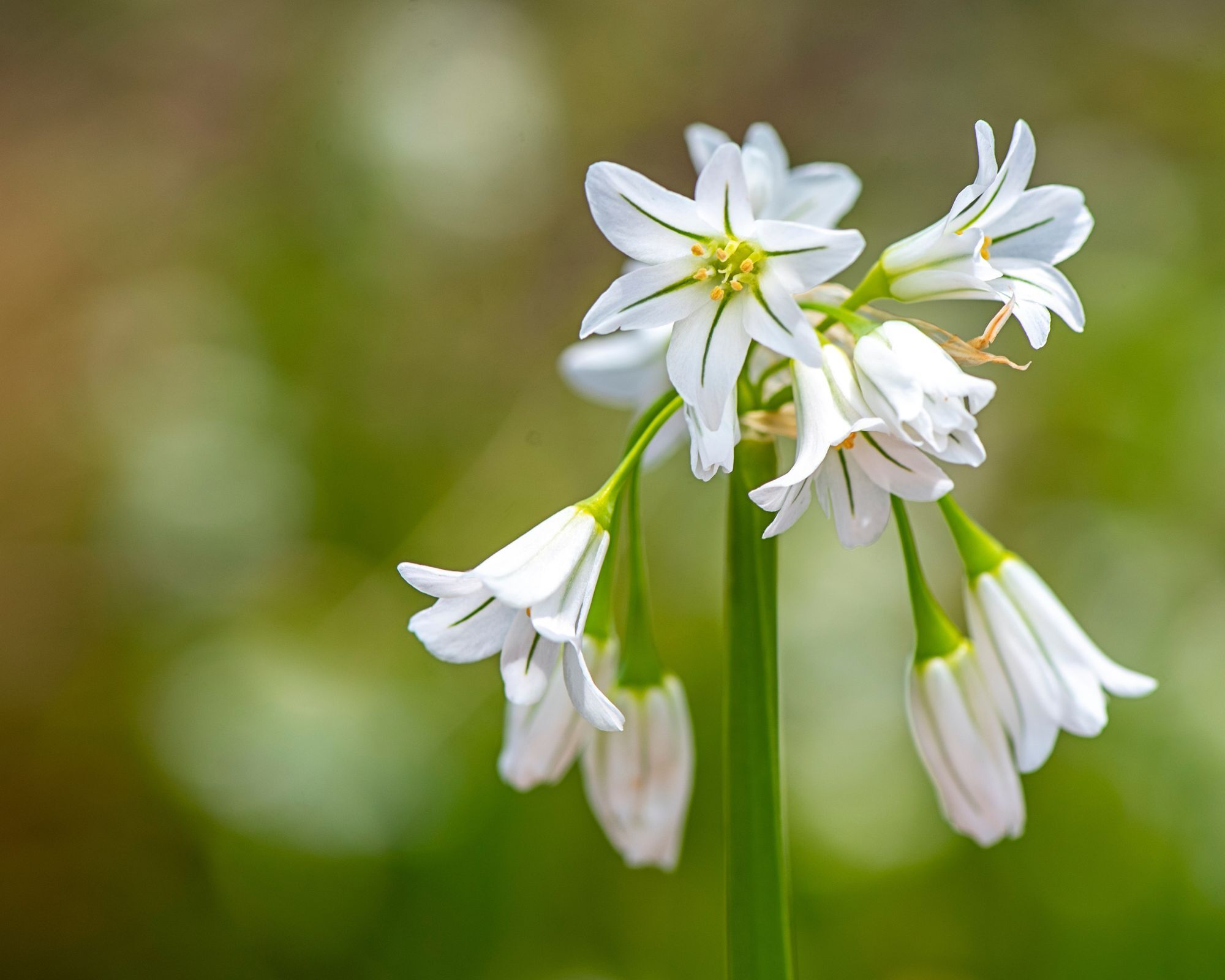 three cornered leek