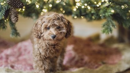 Puppy in front of a Christmas tree