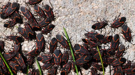 A dense cluster of black and red boxelder bugs swarming a concrete house foundation