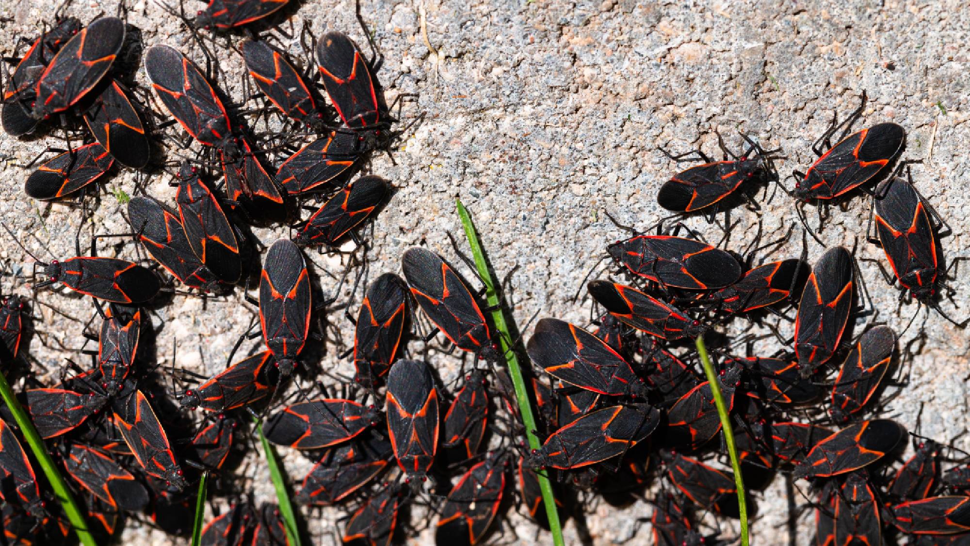A dense cluster of black and red boxelder bugs swarming a concrete house foundation