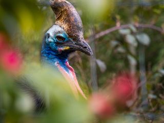 Closeup of an exotic fowl among bushes in a zoo