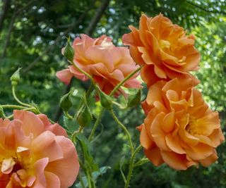 Rosa 'Westerland' blooming with orange flowers
