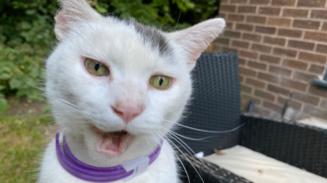 I tried out some calming cat collars do they work? PetsRadar