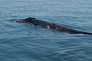 A humpback whale calf wearing a tag, in Exmouth Gulf.
