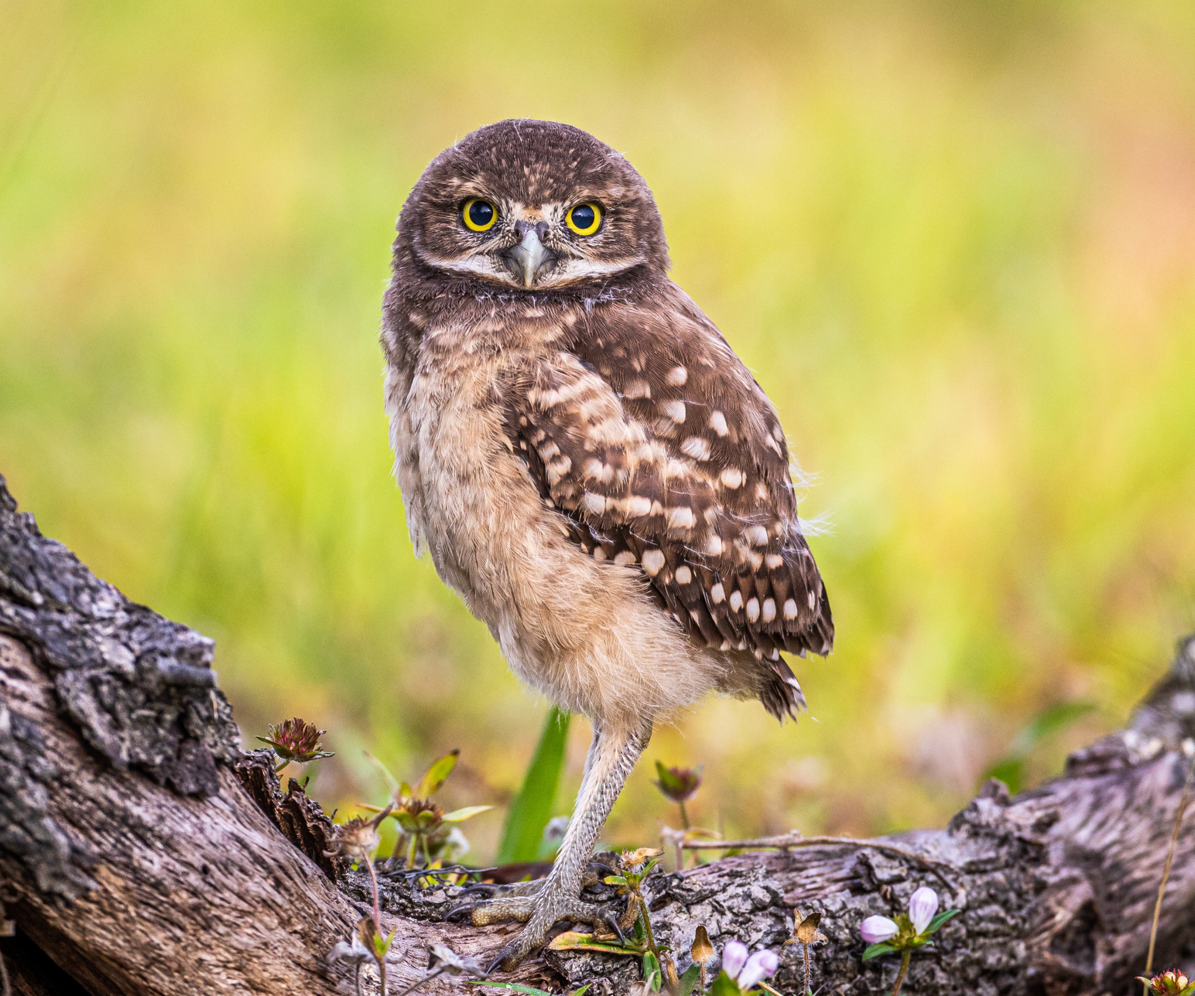 A burrowing owlet posing on a log.