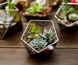 succulents in terrariums