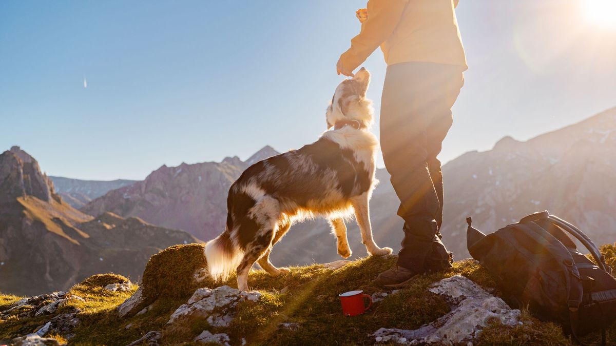 Person hiking in mountains with border collie dog at sunset