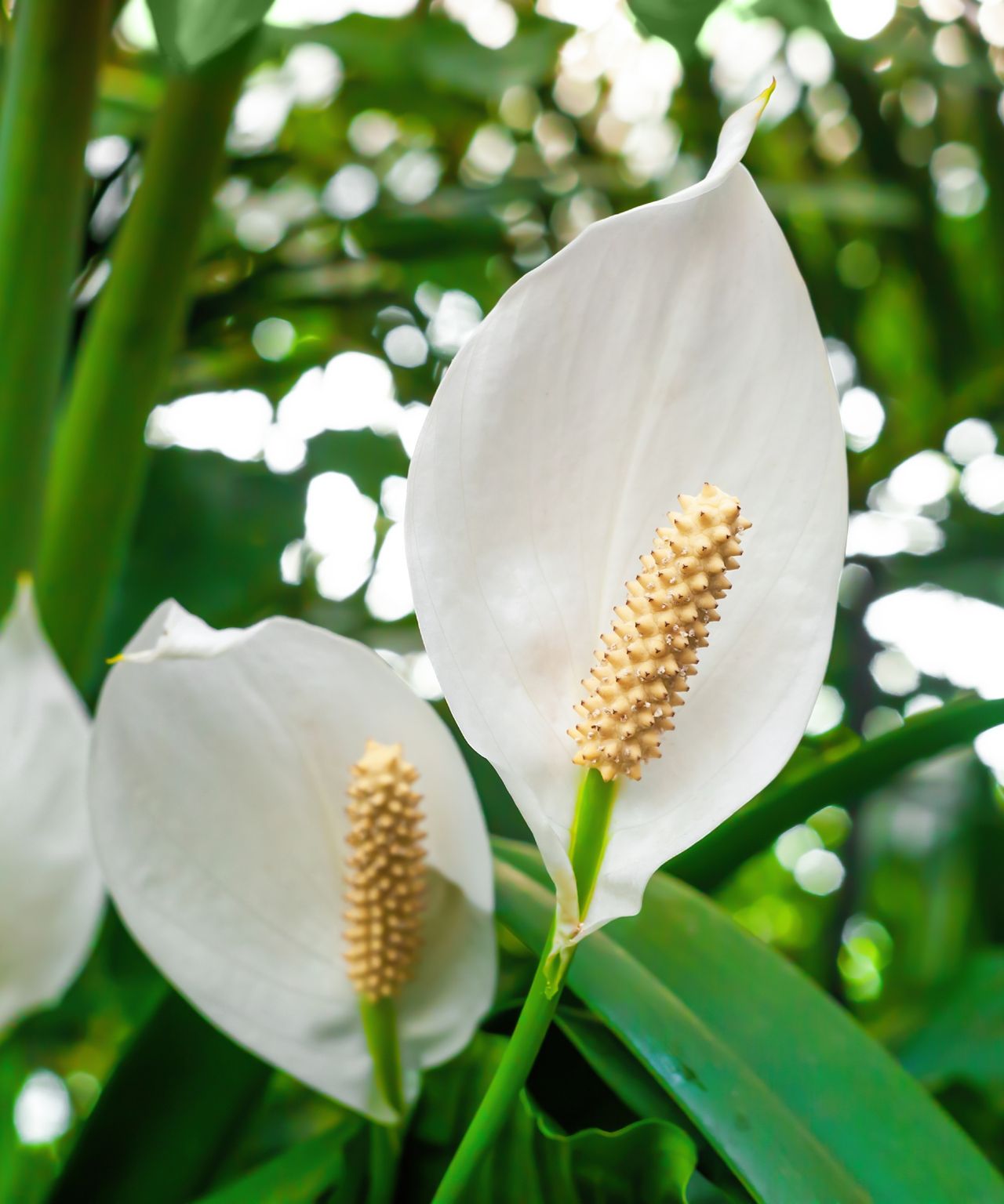 How do you revive a droopy peace lily? Fast and easy Homes & Gardens