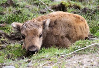 The newborn bison will be named Glen Garry, under the park tradition of naming bison born there after Scottish glens.