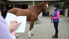 Horse sale Improve horse&rsquo;s value: selling a horse